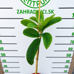 Mišpuľa japonská (Eriobotrya japonica) - výška 80-110 cm, kont. C5L (-12°C) - NA KMIENKU